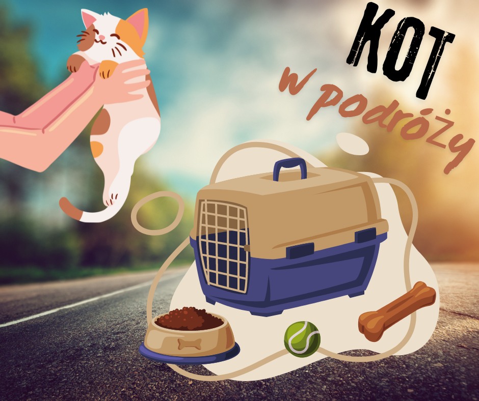 KOCIE PORADY