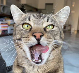 Adopcje wirtualne
